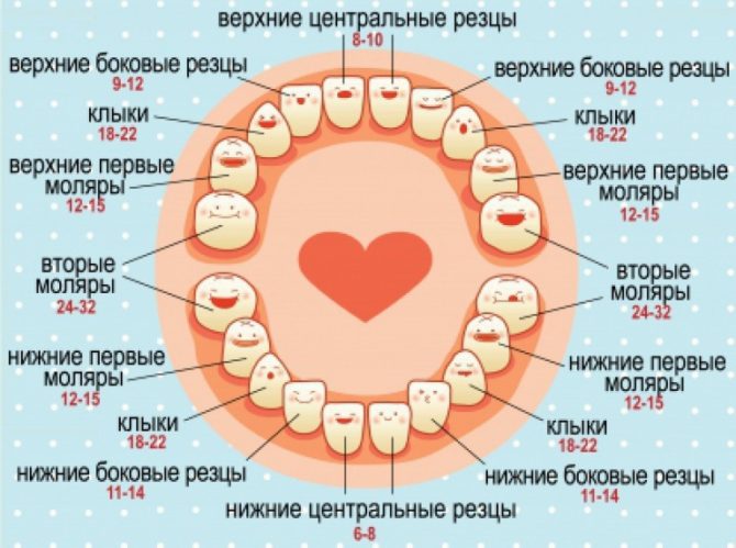 التسلسل العشري لنمو الأسنان الأولية